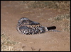 spotted_nightjar_rw2419