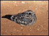 Click here to enter Spotted Nightjar photo gallery