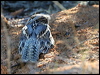 spotted_nightjar_rw2643