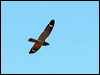 spotted_nightjar_rw2649