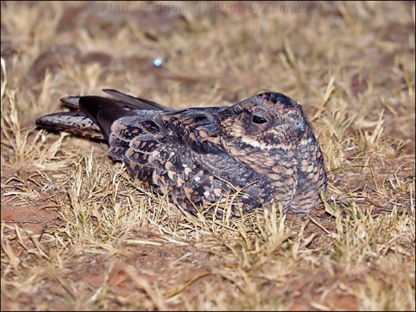 Spotted Nightjar spotted_nightjar_rw2359.psd