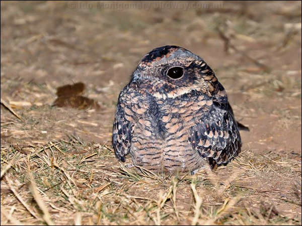 Spotted Nightjar spotted_nightjar_rw2405.psd