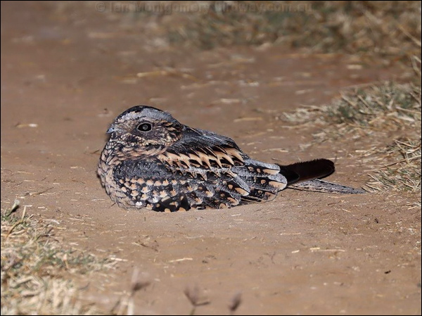 Spotted Nightjar spotted_nightjar_rw2419.psd