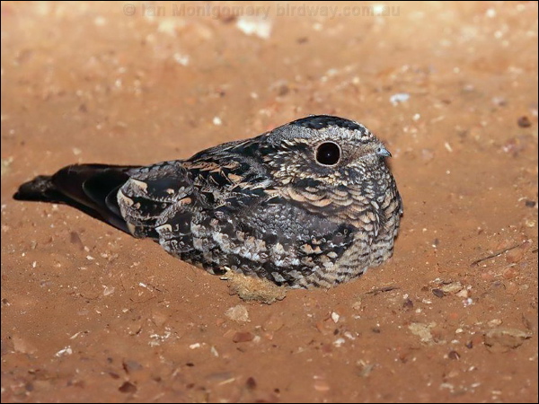 Spotted Nightjar spotted_nightjar_rw2441.psd