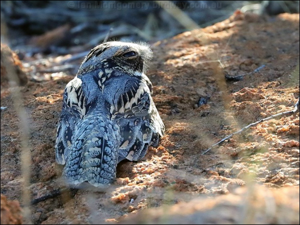 Spotted Nightjar spotted_nightjar_rw2643.psd
