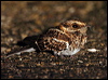 white_tail_nightjar_24330