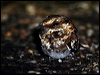 white_tail_nightjar_24344