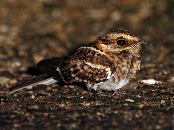 White-tailed NIghtjar white_tail_nightjar_24330.psd