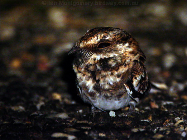 White-tailed NIghtjar white_tail_nightjar_24344.psd
