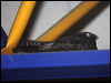 wh_throat_nightjar_65470