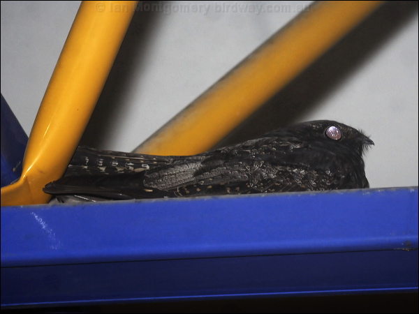 White-throated Nightjar wh_throat_nightjar_65470.psd