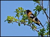 blackheaded_grosbeak_66886
