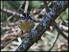 blackheaded_grosbeak_68422