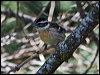 blackheaded_grosbeak_68423