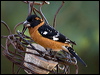 blackheaded_grosbeak_68564