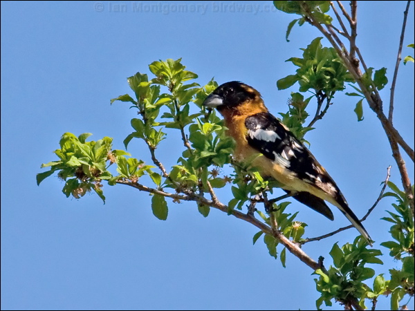 Black-headed Grosbeak blackheaded_grosbeak_66886.jpg