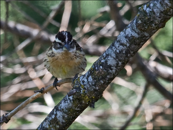 Black-headed Grosbeak blackheaded_grosbeak_68422.psd