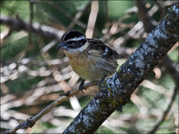 Black-headed Grosbeak blackheaded_grosbeak_68423.psd