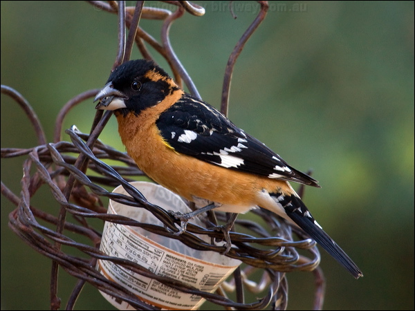 Black-headed Grosbeak blackheaded_grosbeak_68564.psd