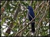 blue_grosbeak_67412