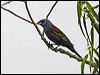 Click here to enter gallery and see photos/pictures/images of Blue Grosbeak