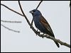 blue_grosbeak_67427