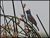 blue_grosbeak_67543