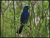 blue_grosbeak_67544