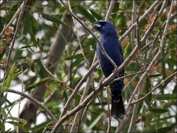 Blue Grosbeak blue_grosbeak_67412.psd