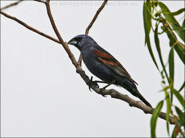 Blue Grosbeak blue_grosbeak_67422.jpg