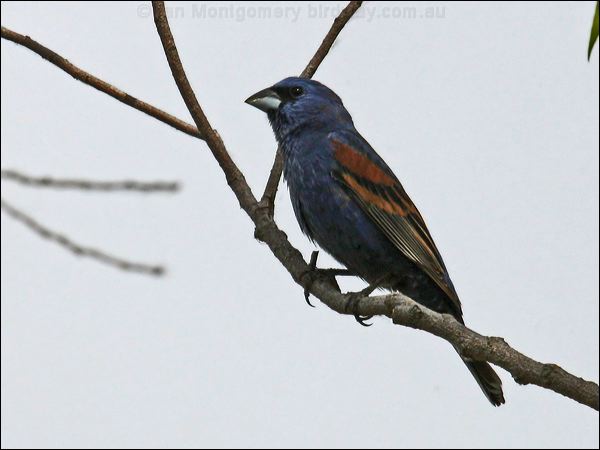 Blue Grosbeak blue_grosbeak_67427.psd
