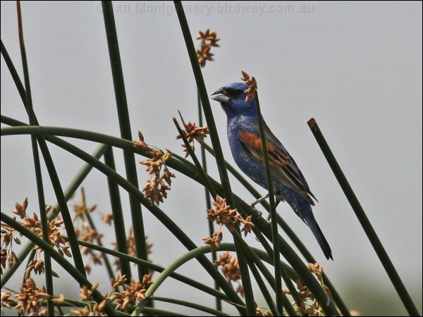 Blue Grosbeak blue_grosbeak_67543.psd