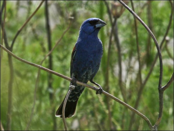 Blue Grosbeak blue_grosbeak_67544.psd