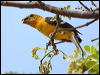 golden_grosbeak_27723