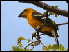 golden_grosbeak_27725
