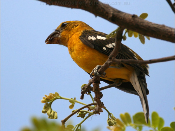 Golden Grosbeak golden_grosbeak_27725.psd