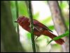 redcrowned_anttanager_22633