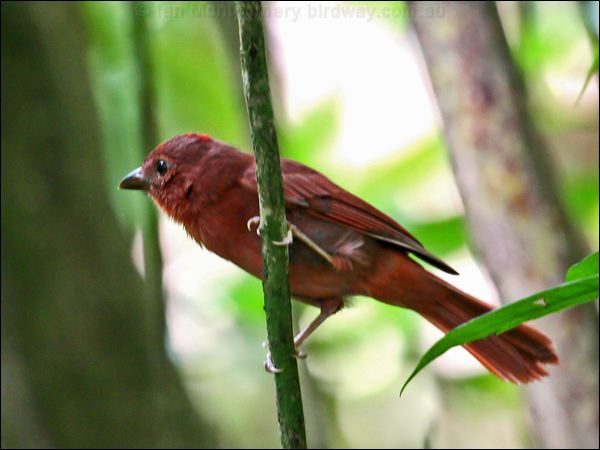 Red Crowned Ant Tanager redcrowned_anttanager_22633.psd