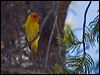 western_tanager_69142