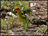 western_tanager_69146