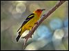 western_tanager_69152