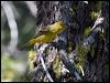 western_tanager_69182