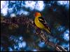 western_tanager_69187
