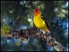 western_tanager_69190