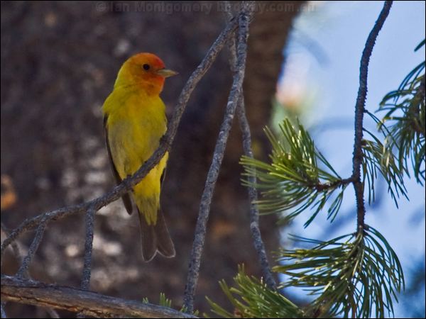 Western Tanager western_tanager_69142.psd