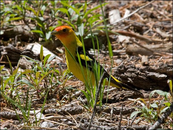 Western Tanager western_tanager_69146.psd