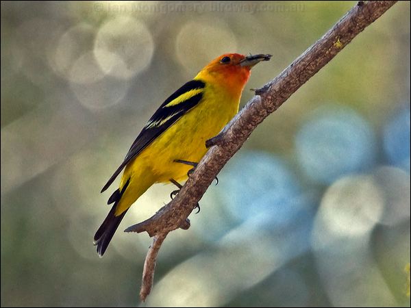 Western Tanager western_tanager_69152.psd
