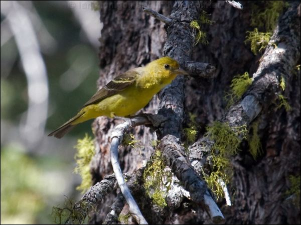 Western Tanager western_tanager_69182.psd