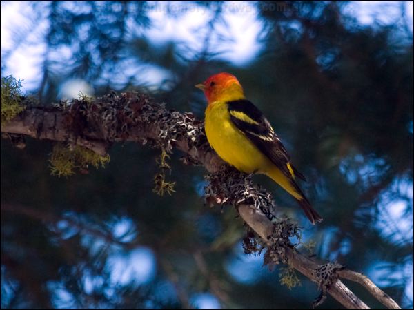 Western Tanager western_tanager_69187.psd