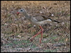 red_legged_seriema_206337